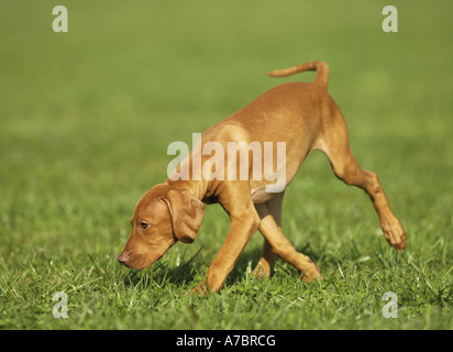 Magyar Vizsla Welpen auf Wiese Stockfoto