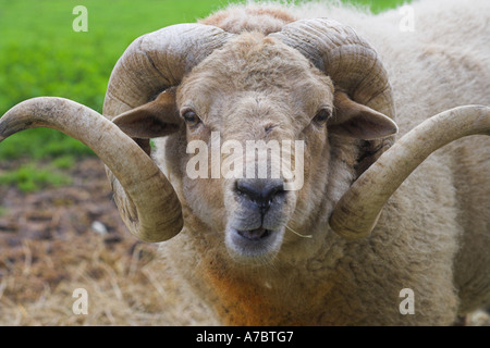 Porträt eines Widders auf einem Feld am Burpham Hof Bauernhof Stockfoto