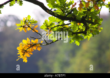 Eichenlaub drehen im Herbst gelb Stockfoto