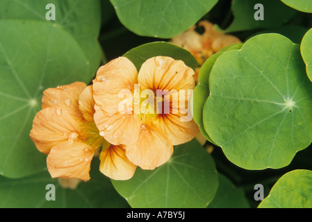 Orangefarbene Kapuzinerkresse Blüten mit Blättern Stockfoto