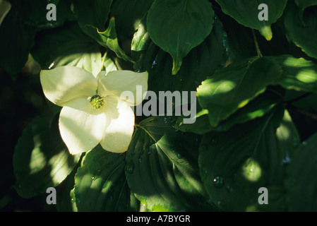 Nahaufnahme der Blüte weiße Hartriegel Baum mit Blumen in voller Blüte und Knospen Stockfoto