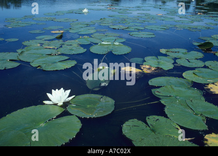 Teich mit Weiße Seerose Blume in voller Blüte und "Seerosen". Stockfoto