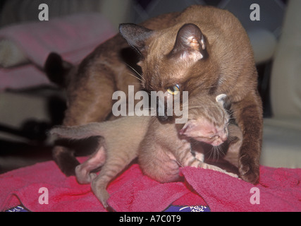 Siam, echte Siam Katze (Felis silvestris catus) greifen Ihr Kätzchen von Genick des Stutzens mit ihrem Munde. Stockfoto