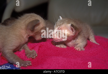 Siam Katze kämpfen mit drei Wochen altes Siam Kitten (Felis silvestris catus) auf einem Handtuch, Bangkok, Thailand Stockfoto