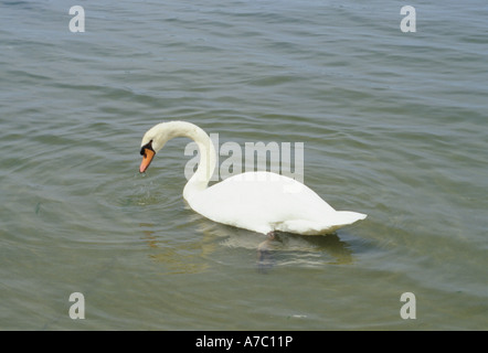 1 schöne weiße Schwan Schwimmen im Wasser Stockfoto