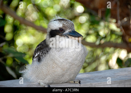 Junge Kookaburra-Sydney-Australien Stockfoto