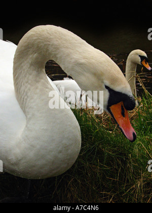 Höckerschwäne Stockfoto