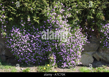 Aubretia wächst von einer Wand im frühen Frühjahr Aubretia deltoidea Stockfoto