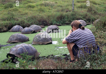 Touristen, die gerade die Riesenschildkröten, Santa Cruz, Galapagos-Inseln, Ecuador Stockfoto