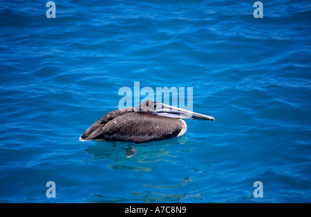 Braune Pelikan, Santa Cruz, Galapagos-Inseln, Ecuador Stockfoto