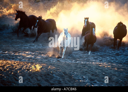 Sechs Pferde laufen in den Staub auf einer Ranch in Oregon Stockfoto