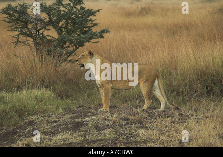 Afrikanische Löwin auf der Jagd in der Massai Mara, Kenia, Ostafrika (Panthera leo) Stockfoto