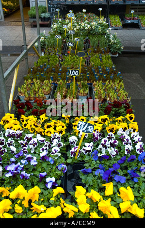 Albert Cuypmarkt in den Stadtteil De Pijp Amsterdam Niederlande EU Stockfoto