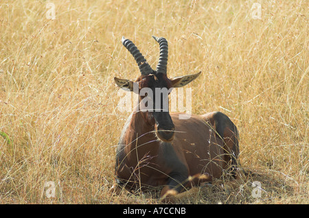 Topi (damaliscus lunatus jimela) Kenia Stockfoto