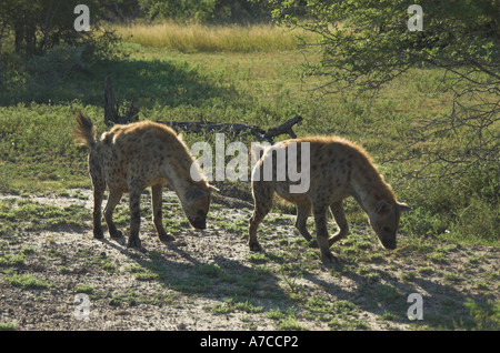 Tüpfelhyäne (Crocuta crocuta) Südafrika Stockfoto