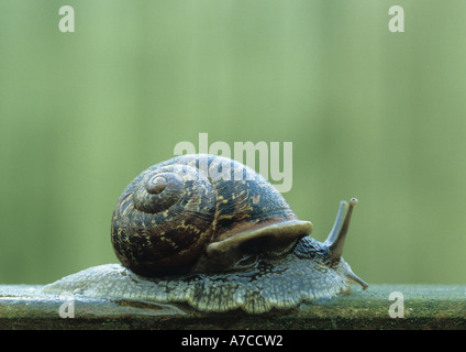 Garten-Schnecke (Helix Aspersa) im Vereinigten Königreich Stockfoto