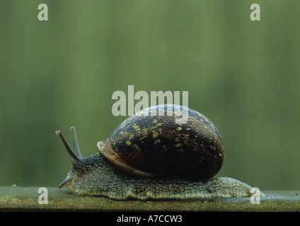 Garten-Schnecke (Helix Aspersa) im Vereinigten Königreich Stockfoto