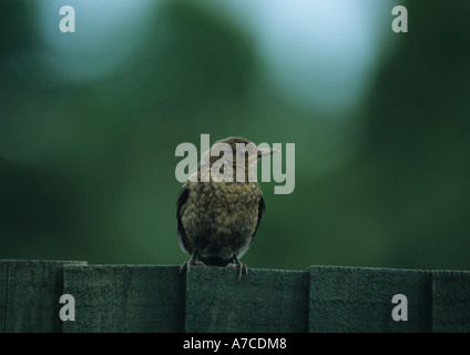 Junge weibliche Amsel am Zaun (Turdus Merula) im Vereinigten Königreich Stockfoto