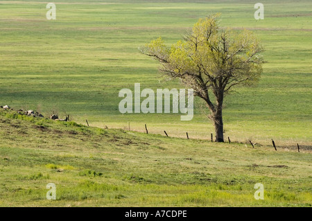 Einsamer Baum Zaun auf grüner Wiese entlang.  Cuyamaca, in der Nähe von Cuyamaca Rancho State Park, San Diego County, Kalifornien, USA Stockfoto