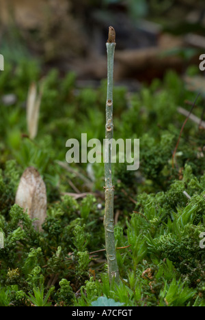 Selbstgesäte Esche Fraxinus excelsior, Wales, Großbritannien Stockfoto