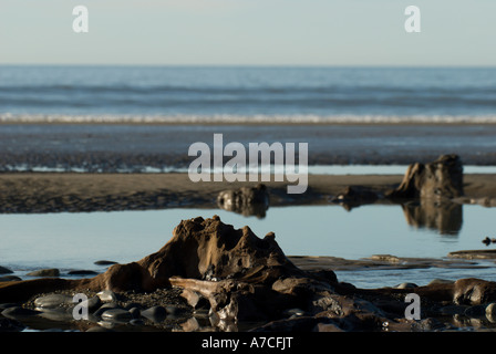 Prähistorische Baumstümpfe am Borth, Ceredigion, Wales. Stockfoto