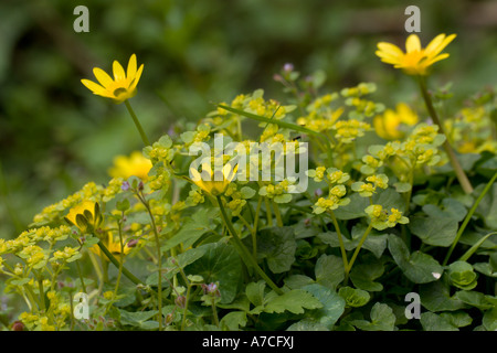 Weniger Celandines Ranunculus ficaria, Wales, Großbritannien. Stockfoto