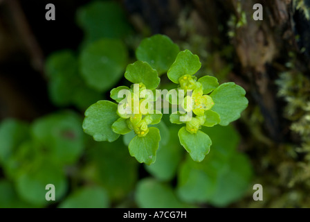 Holz-Wolfsmilch Pflanzen auf dem Waldboden, Frühling, Euphorbia Amygdaloides, Stockfoto