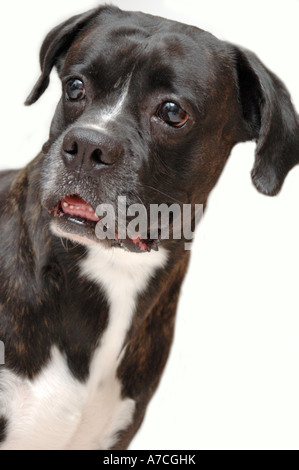 Junge männliche reverse gestromte Boxer auf weißem Hintergrund Stockfoto