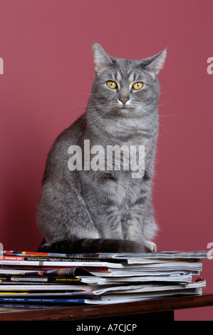 graue Katze auf einen Stapel Zeitschriften Stockfoto