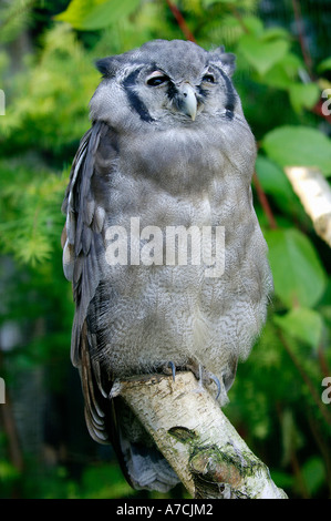 Riesige Uhu Verraux Uhu Stockfoto