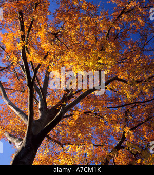 Herbst Buche. Stockfoto