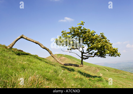 Ein einsamer Baum überstanden und Bent rechts über ausgesetzt, auf der Bergseite "Rushup Edge", "Peak District" Derbyshire England UK Stockfoto