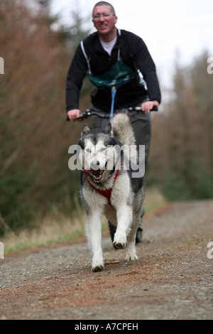 Man konkurriert in Husky Rennen in Fetteresso Wald in der Nähe von Stonehaven, Aberdeenshire, Schottland, Großbritannien Stockfoto