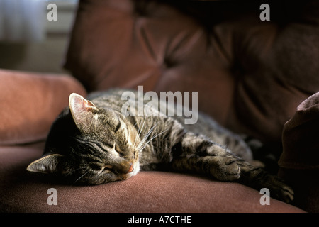 Nordamerikanischen Tabby Katze schläft in der Nachmittagssonne auf Stoff überdachten liege Stuhl Stuhl im Wohnzimmer Stockfoto