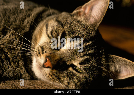 Nordamerikanische Tabby Katze schläft in der Nachmittagssonne auf Teppichboden Stockfoto