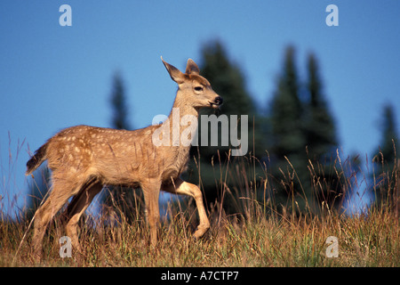 Black Tail Reh Rehkitz am Hurricane Ridge im Olympic National Park Washington State USA Stockfoto