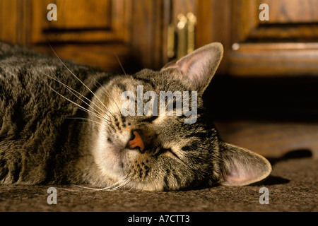 Nordamerikanische Tabby Katze schläft in der Nachmittagssonne auf Teppichboden Stockfoto
