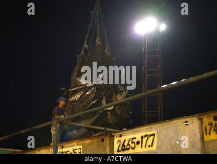 Entladung Yellow Fin Thunfisch aus ein Trawler in Containern auf einen LKW bei Nacht an den Port von Caldera Costa Rica Mittelamerika Stockfoto