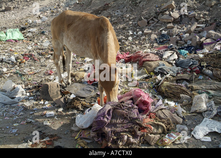 Kuh Essen Müll in Jodhpur Indien Stockfoto