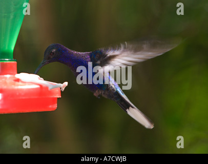 Schöne blaue und violette Kolibri schwebt über einem rosa & grüne Zucker Wasser Feeder in Monteverde Nebelwald Costa Rica Stockfoto