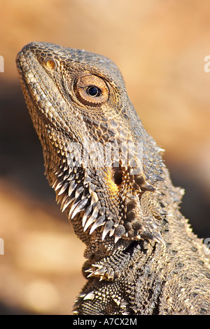 zentralen Bartagame Stockfoto