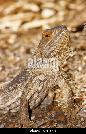 zentralen Bartagame Stockfoto