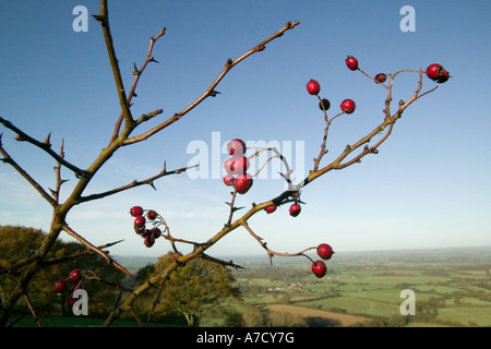 roten Weißdornbeeren gegen strahlend blauem Himmel Herbst Stockfoto