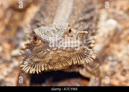 zentralen Bartagame Stockfoto