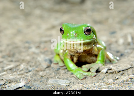 Litoria Caerula grünen Laubfrosch auf Boden Stockfoto