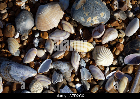 Meer Muscheln und Kieselsteine Stockfoto