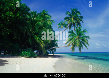 Palmen über reinen weißen Sandstrand in Malediven Stockfoto