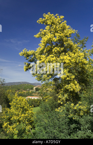 Portugal, Algarve, Caldas de Monchique, Mimosa Baum in Blüte Stockfoto