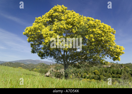 Monchique, Mimosa Baum In Blüte Stockfoto