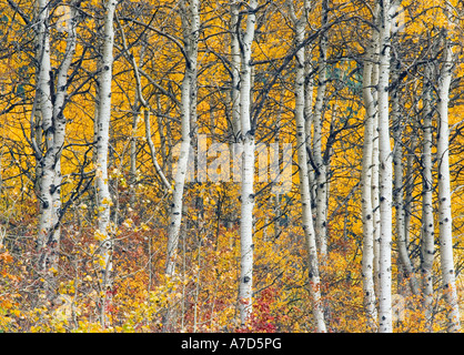 Espe Bäume im Herbst Farbe Washington Kaskaden USA Stockfoto